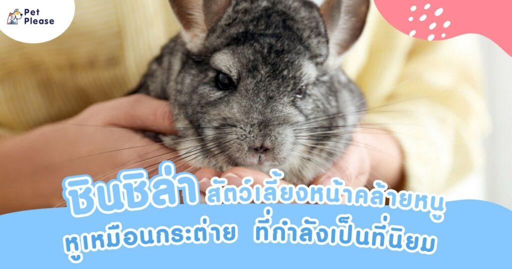 ชินชิล่า chinchilla หนู