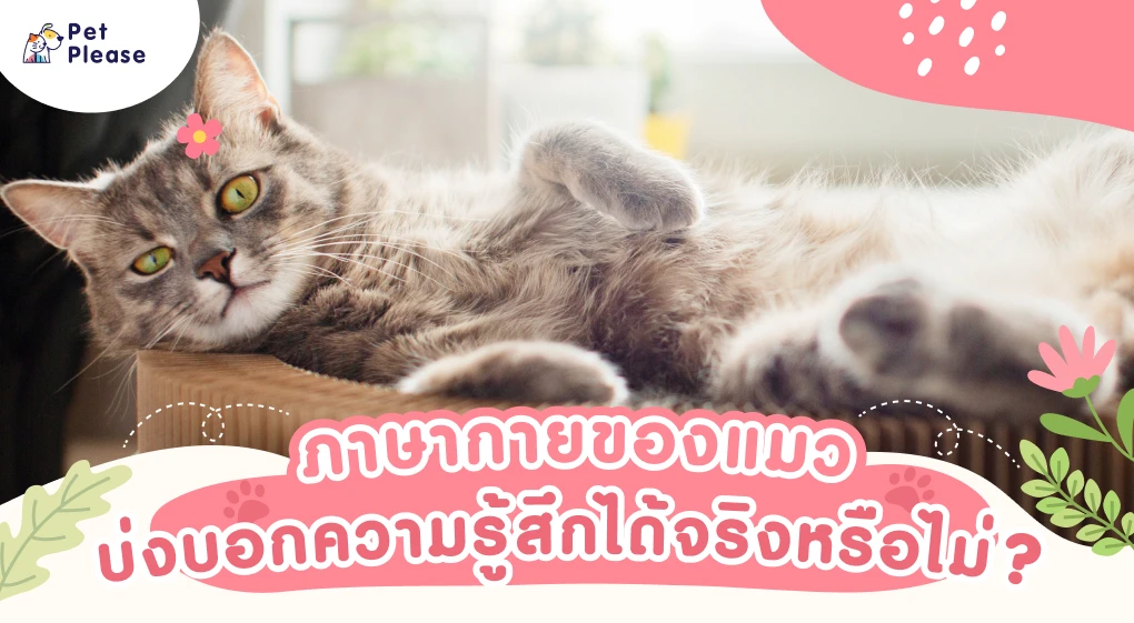 ภาษากายแมว แมวเครียด แมวเบื่อ แมวดีใจ