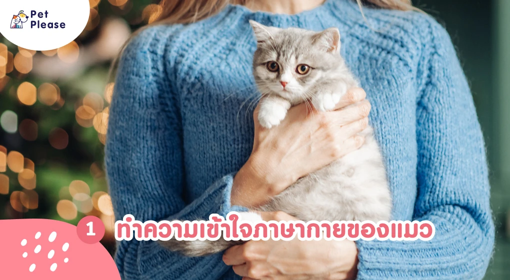 ภาษากายแมว แมวเครียด แมวเบื่อ แมวดีใจ