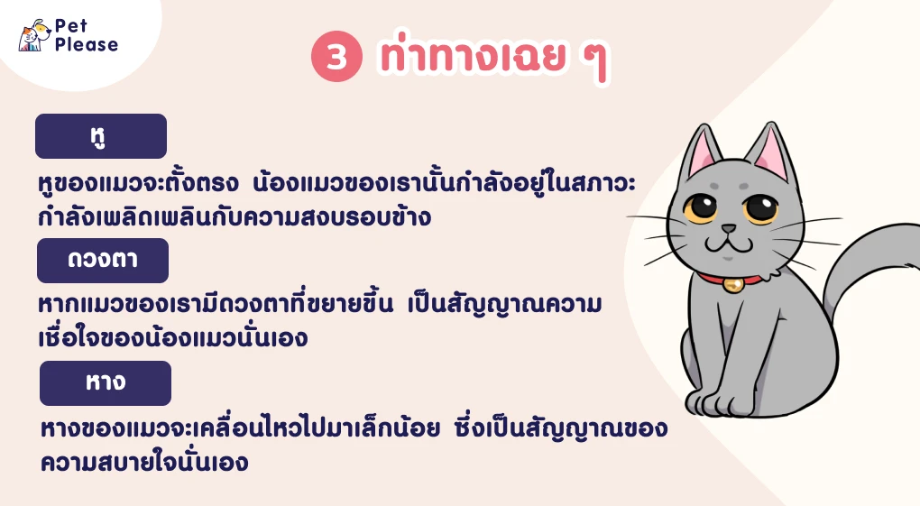 ภาษากายแมว แมวเครียด แมวเบื่อ แมวดีใจ