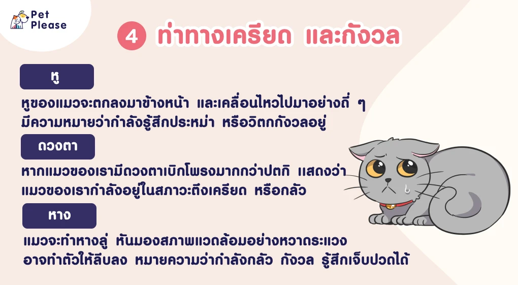 ภาษากายแมว แมวเครียด แมวเบื่อ แมวดีใจ