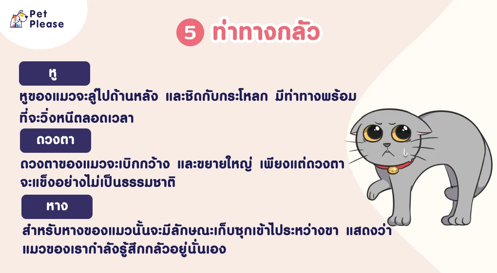 ภาษากายแมว แมวเครียด แมวเบื่อ แมวดีใจ