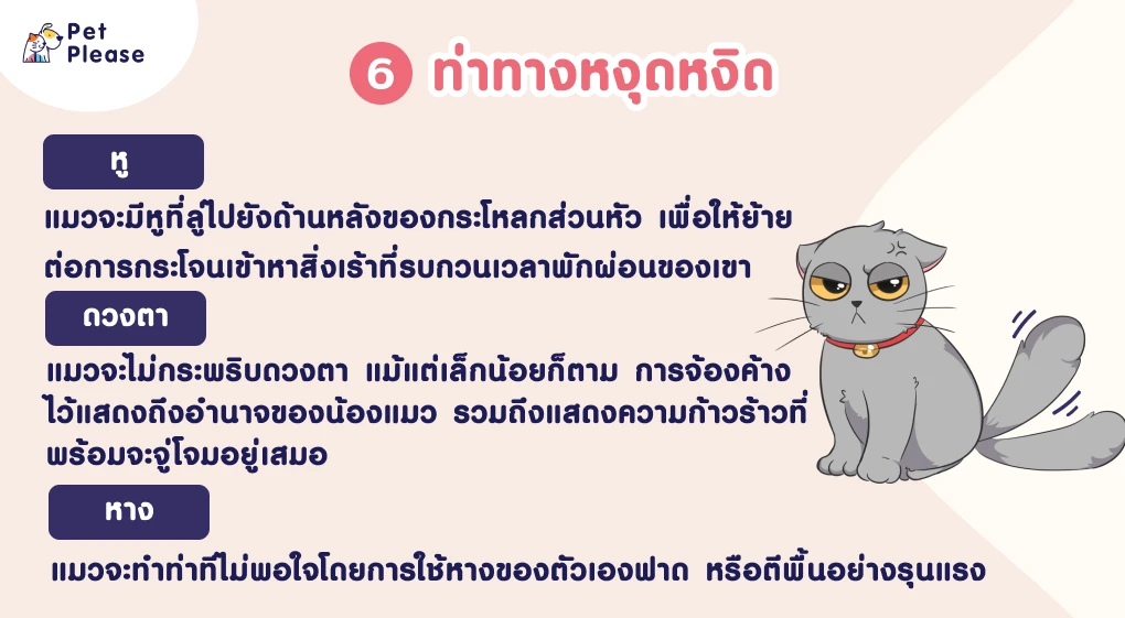 ภาษากายแมว แมวเครียด แมวเบื่อ แมวดีใจ