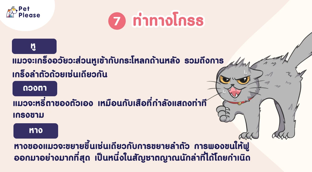 ภาษากายแมว แมวเครียด แมวเบื่อ แมวดีใจ