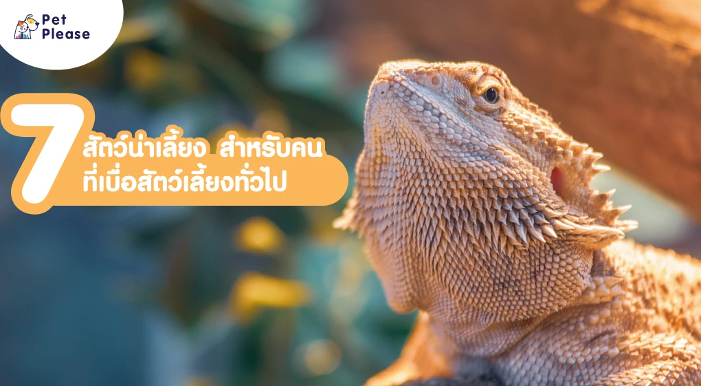 สัตว์เลี้ยง สัตว์เลี้ยงน่ารัก สัตว์ exotic