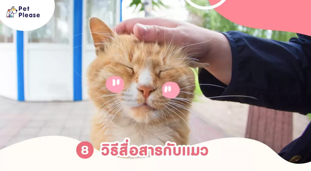 ภาษากายแมว แมวเครียด แมวเบื่อ แมวดีใจ