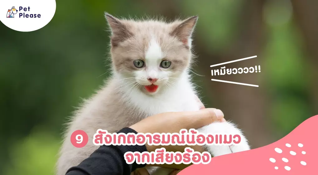 ภาษากายแมว แมวเครียด แมวเบื่อ แมวดีใจ