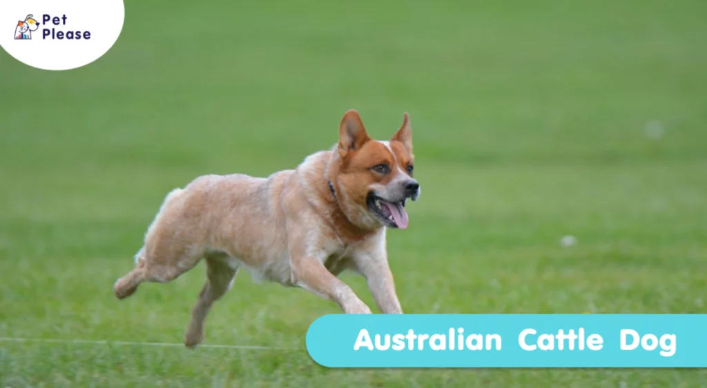 ออสเตรเลียน แคทเทิล ด็อก Australian Cattle Dog