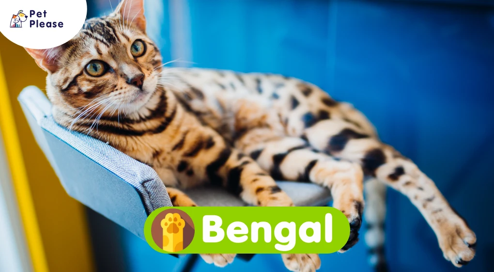 Bengal เบงกอล