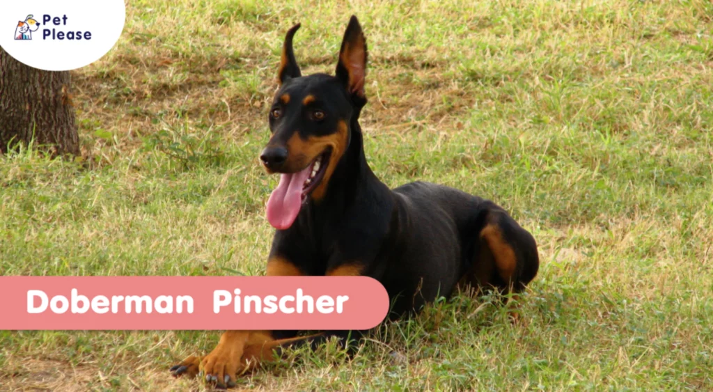 โดเบอร์แมน พินสเชอร์ Doberman Pinscher