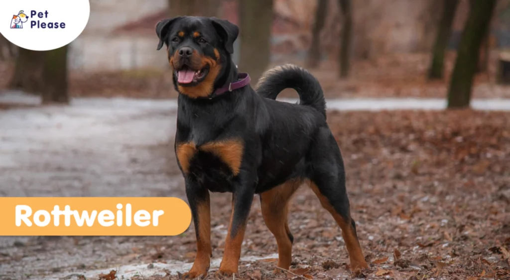 ร็อตไวเลอร์ Rottweiler