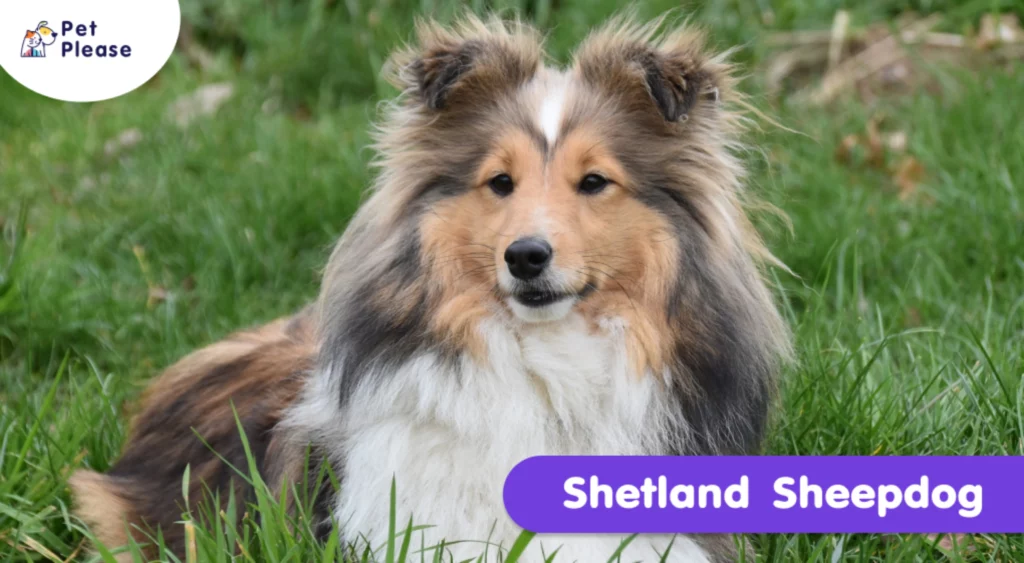 เชทแลนด์ ชีพด็อก Shetland Sheepdog