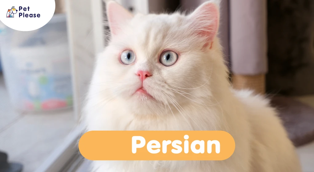 Persian เปอร์เซียน