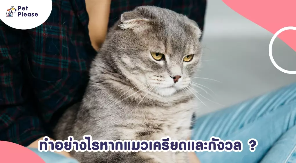 ภาษากายแมว แมวเครียด แมวเบื่อ แมวดีใจ