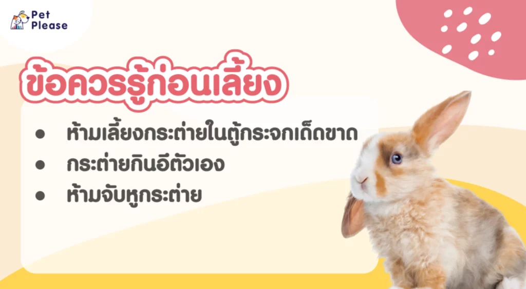 5 สัตว์เลี้ยงหอพัก เลี้ยงได้ไม่รบกวนเพื่อนข้างห้อง!