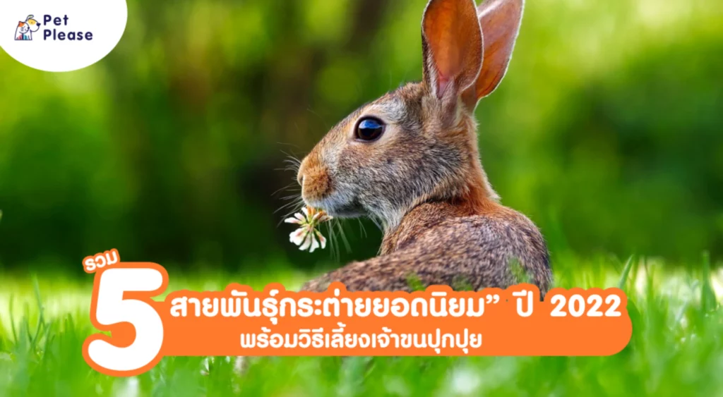 เลี้ยงกระต่าย มินิเร็กซ์ mini rex ฮอลแลนด์ลอป holland lop ซาตินแองโกลา satin Angora เนเธอร์แลนด์ดวอร์ฟ Netherland dwarf ดัตช์ dutch