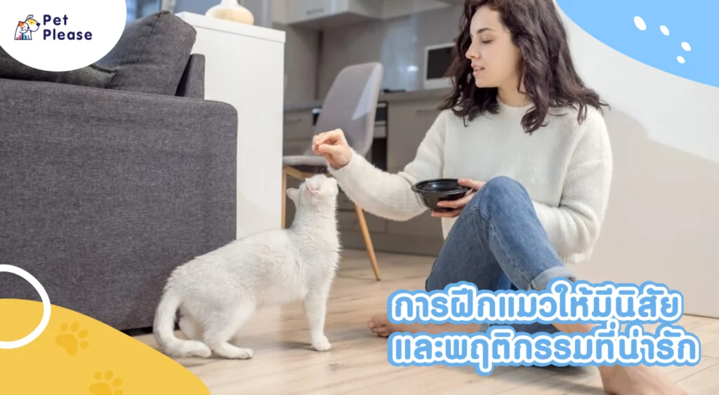 ทาสแมวมือใหม่ เลี้ยงแมว แมวตัวแรก ฝึกแมว แมวกินอะไร