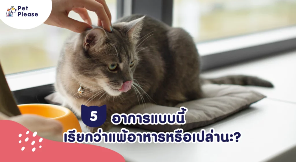 อาหารแมว cat food เลือกอาหารแมว ซื้ออาหารแมว แมวกินอะไร