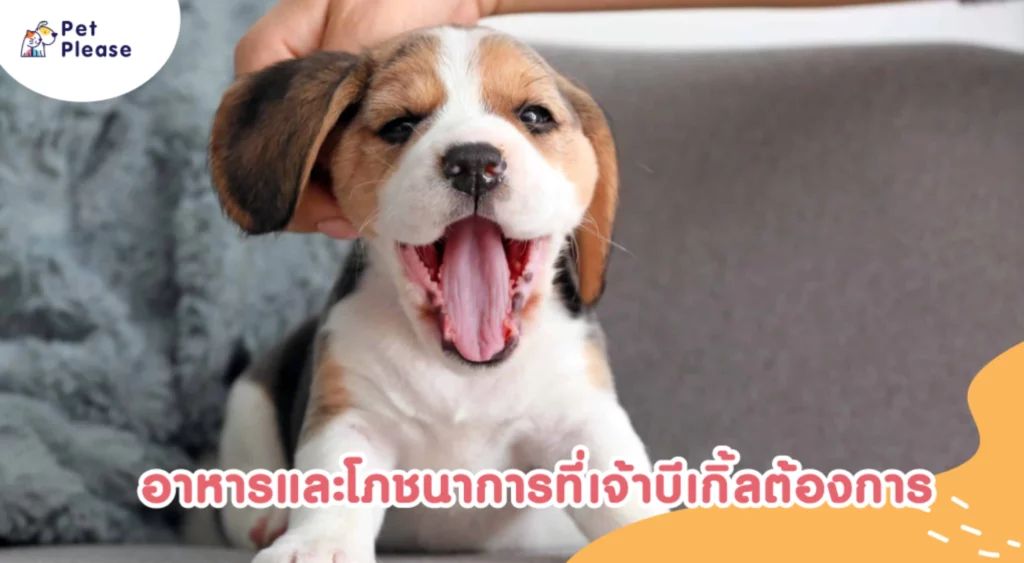 บีเกิ้ล beagle เลี้ยงบีเกิ้ล บีเกิ้ลกินอะไร บี้เกิ้ลโรค นิสัยบีเกิ้ล