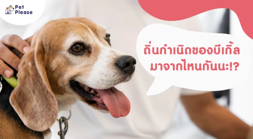 บีเกิ้ล beagle เลี้ยงบีเกิ้ล บีเกิ้ลกินอะไร บี้เกิ้ลโรค นิสัยบีเกิ้ล