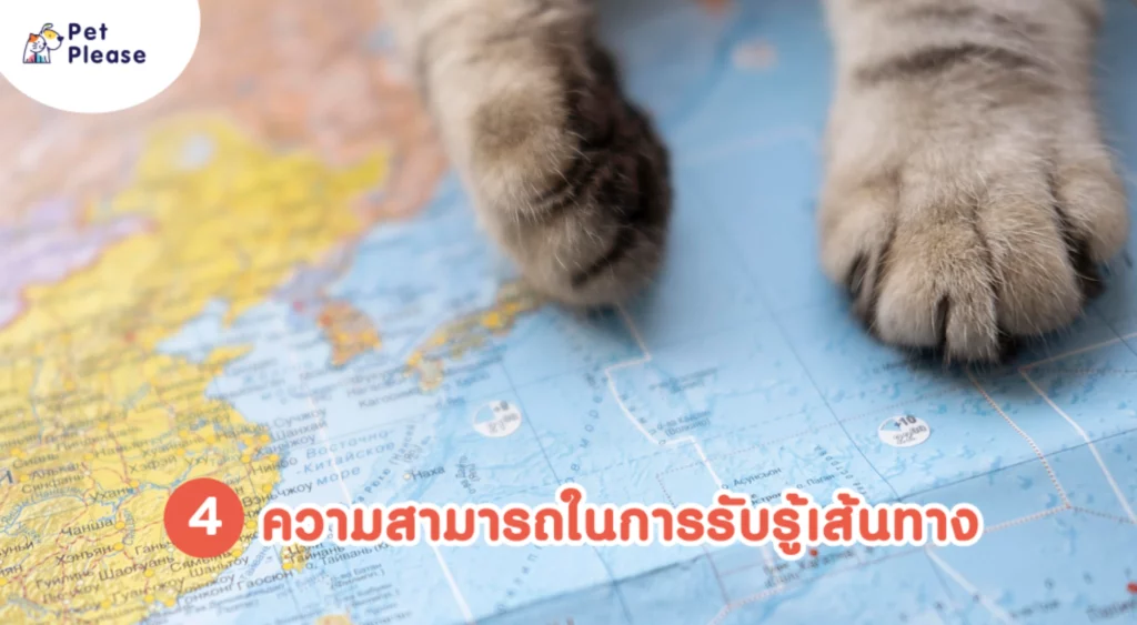 แมว cat abilities ความสามารถแมว