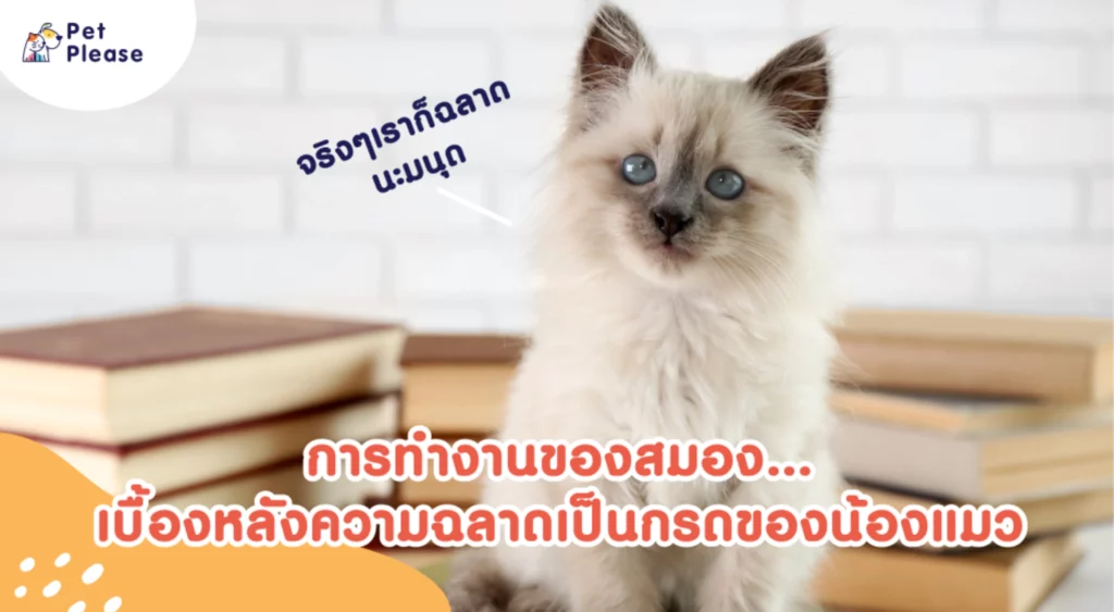 แมว cat abilities ความสามารถแมว