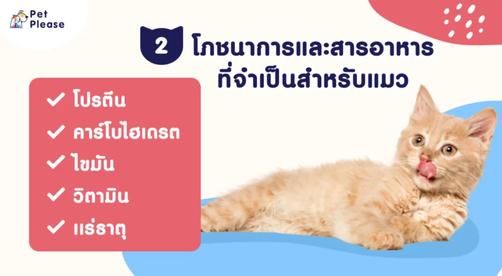 อาหารแมว cat food เลือกอาหารแมว ซื้ออาหารแมว แมวกินอะไร