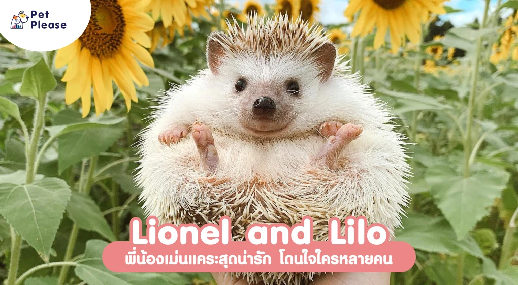 Lionel and Lilo เม่นแคระ 