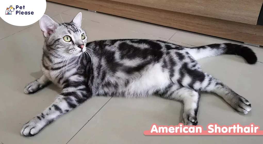 แมว แมวขนสั้น อเมริกัน ช็อตแฮร์ สฟิงก์ มันช์กิ้น