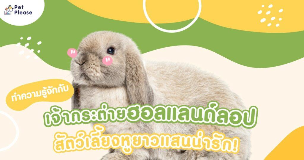 กระต่าย
ฮอลแลนด์ลอป
hollandlop