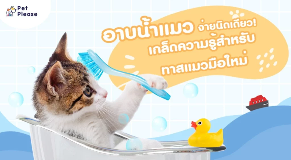 อาบน้ำแมว bathing cat