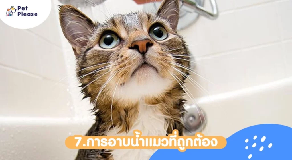 อาบน้ำแมว bathing cat