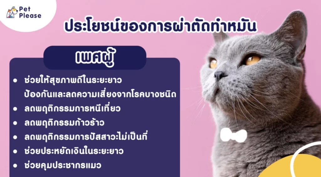 สิ่งที่ทาสต้องรู้ ก่อนทำหมันแมว มีอะไรบ้าง?