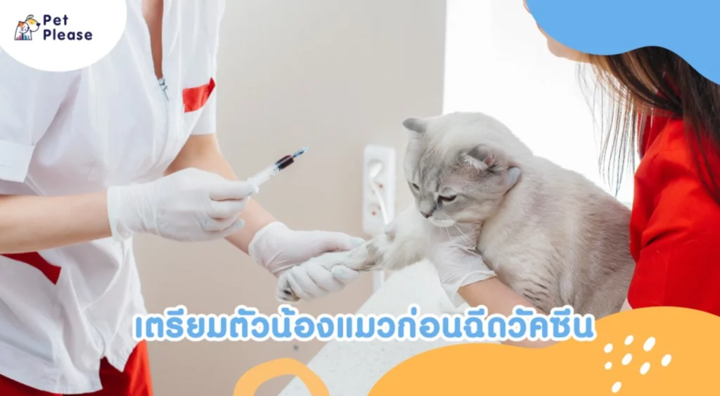 vaccine cat วัคซีนแมว