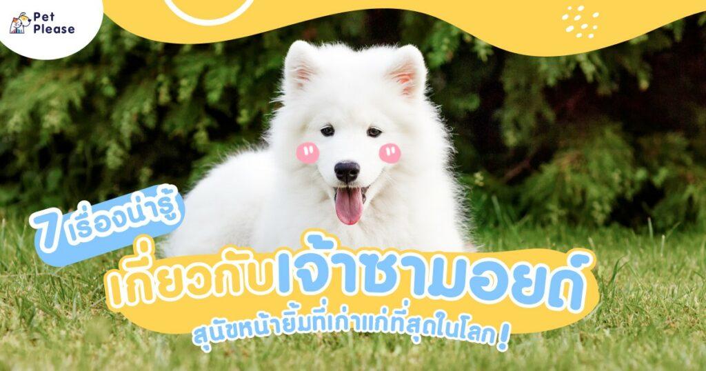 samoyed ซามอยด์ เลี้ยงหมา