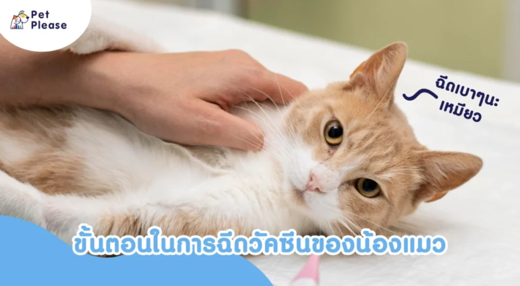 vaccine cat วัคซีนแมว