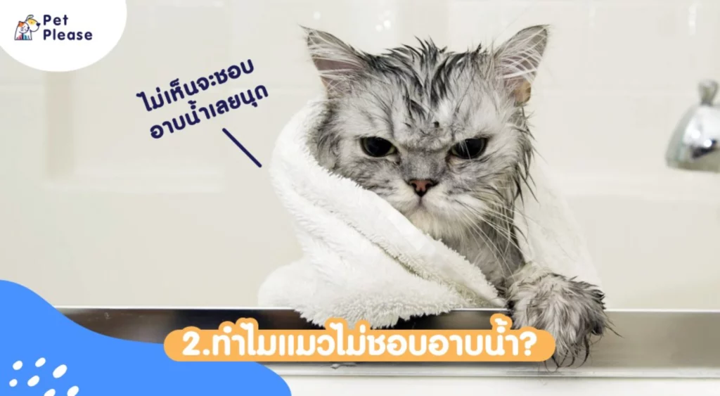 อาบน้ำแมว bathing cat