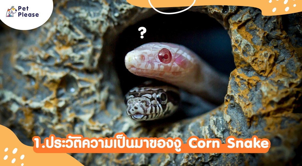 corn snake งู exotic
