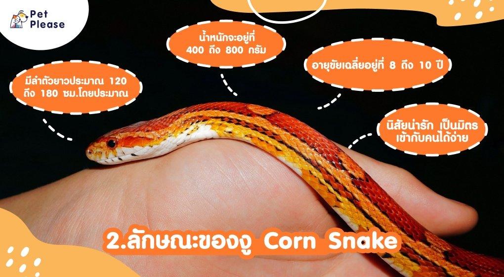 corn snake งู exotic