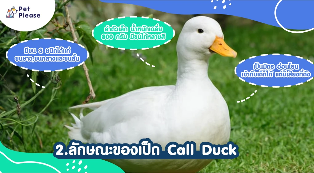Call Duck เป็ด คอลดัก