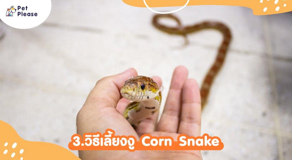 corn snake งู exotic