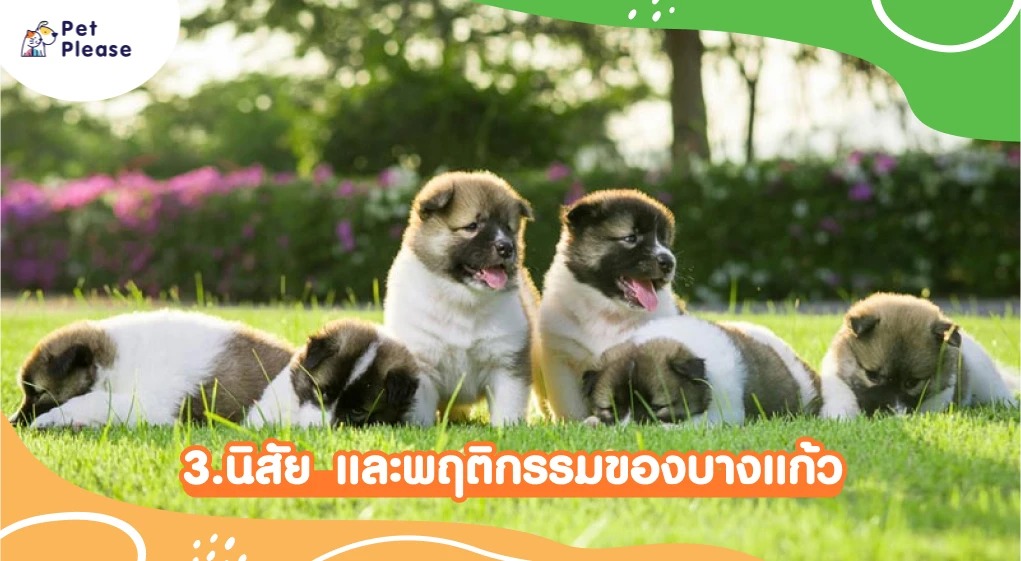 บางแก้ว หมา สุนัข ไทยบางแก้ว