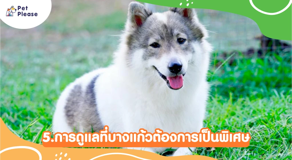 บางแก้ว หมา สุนัข ไทยบางแก้ว