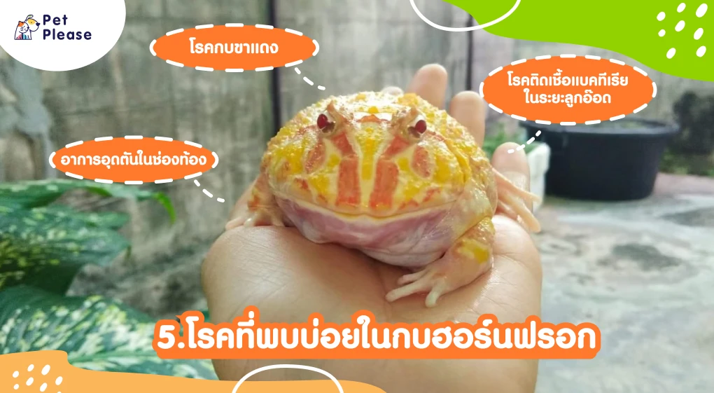 กบ ฮอร์นฟรอก กบฮอร์นฟรอก exotic