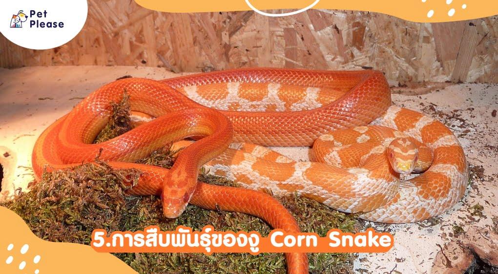 corn snake งู exotic