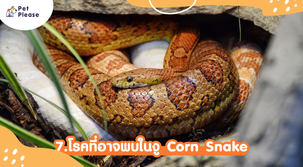 corn snake งู exotic