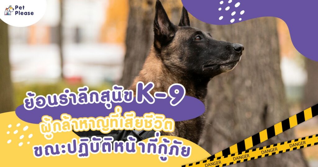 ตำรวจสุนัข สุนัข K9 K-9