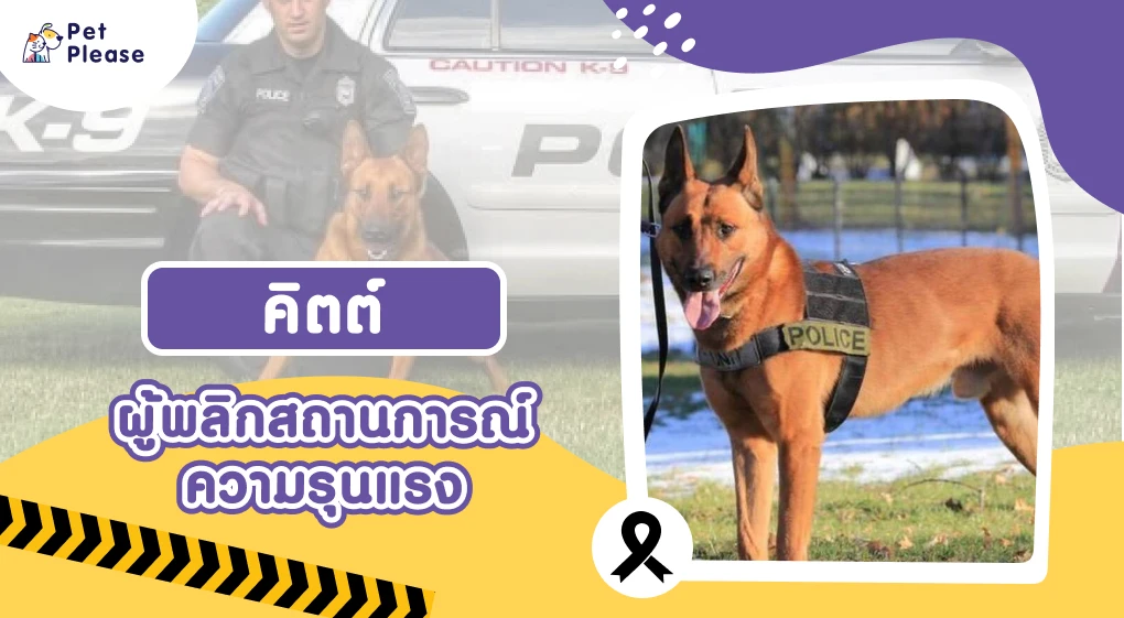 ตำรวจสุนัข สุนัข K9 K-9