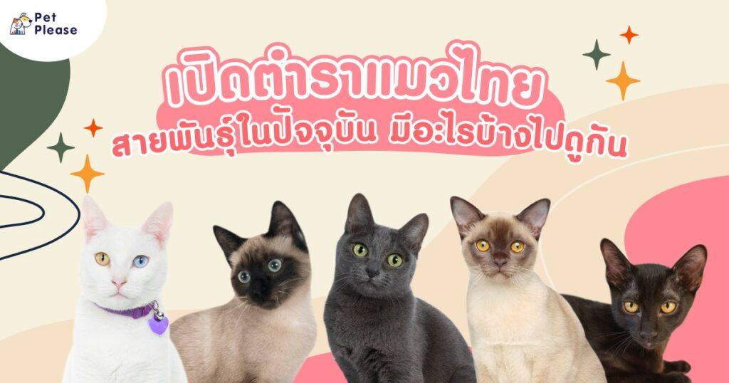 แมวไทย