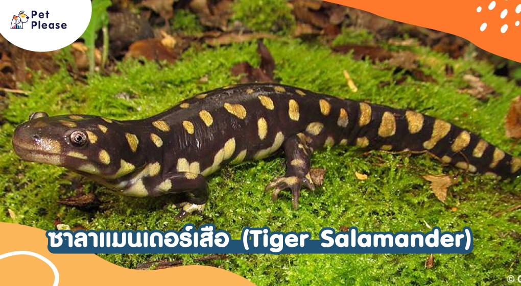 ซาลาแมนเดอร์ salamanders salamander